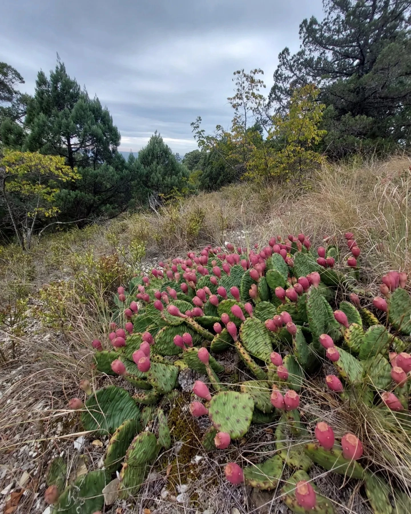 На Маркотхе созревают съедобные кактусы🌵