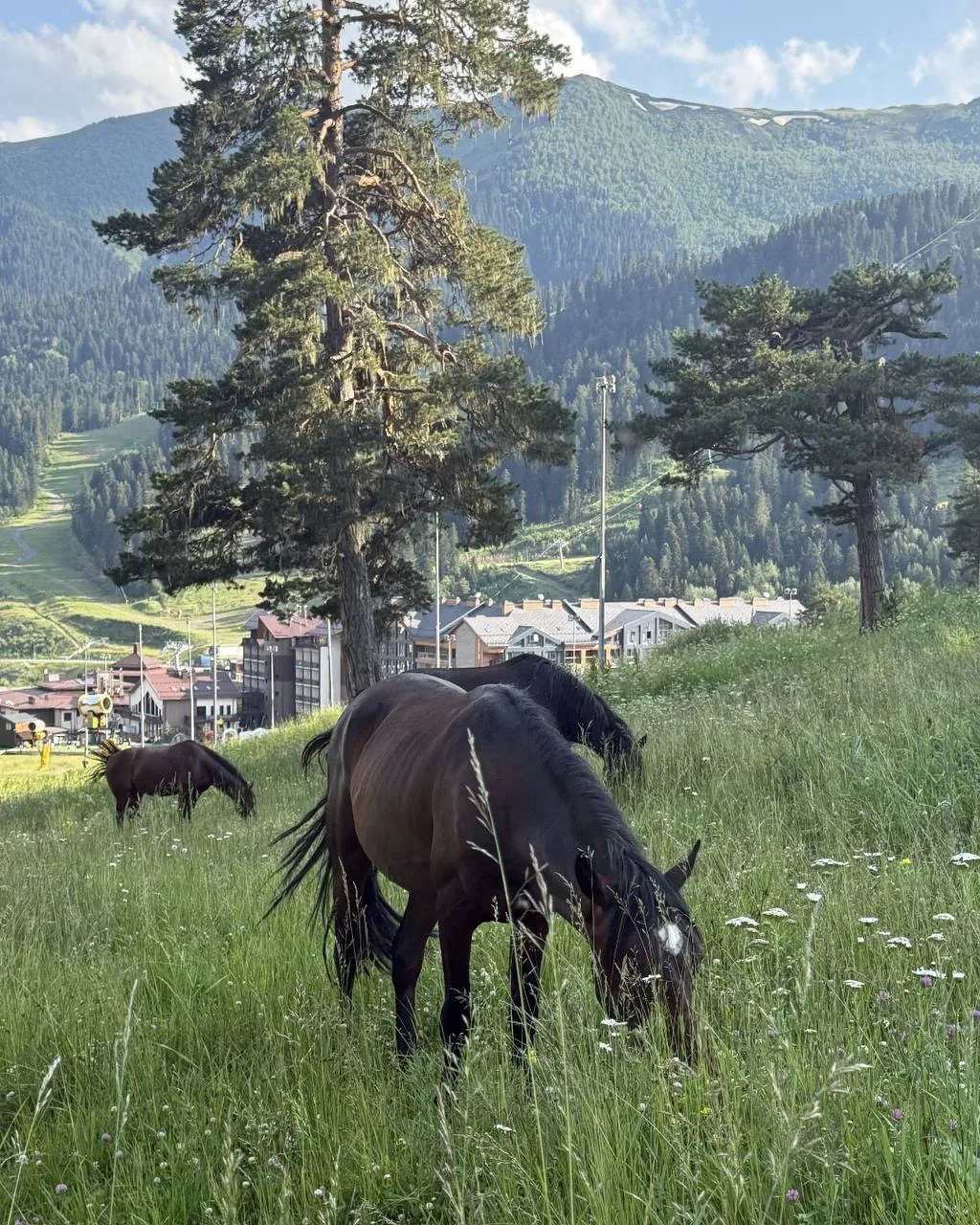 ⛰️ Не только горы: ТОП- развлечений для всей семьи в Архызе!