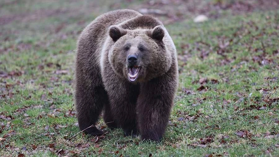 ❗️Медведь напал на оленевода на Чукотке, мужчина выжил