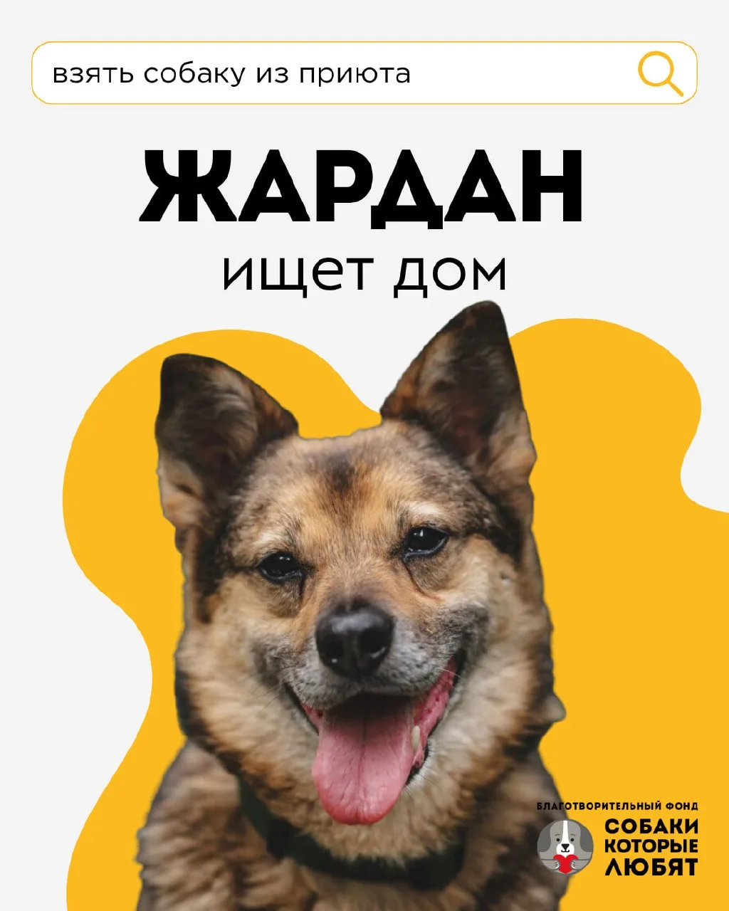 Жардан, он же Жорик, ищет дом 🐶