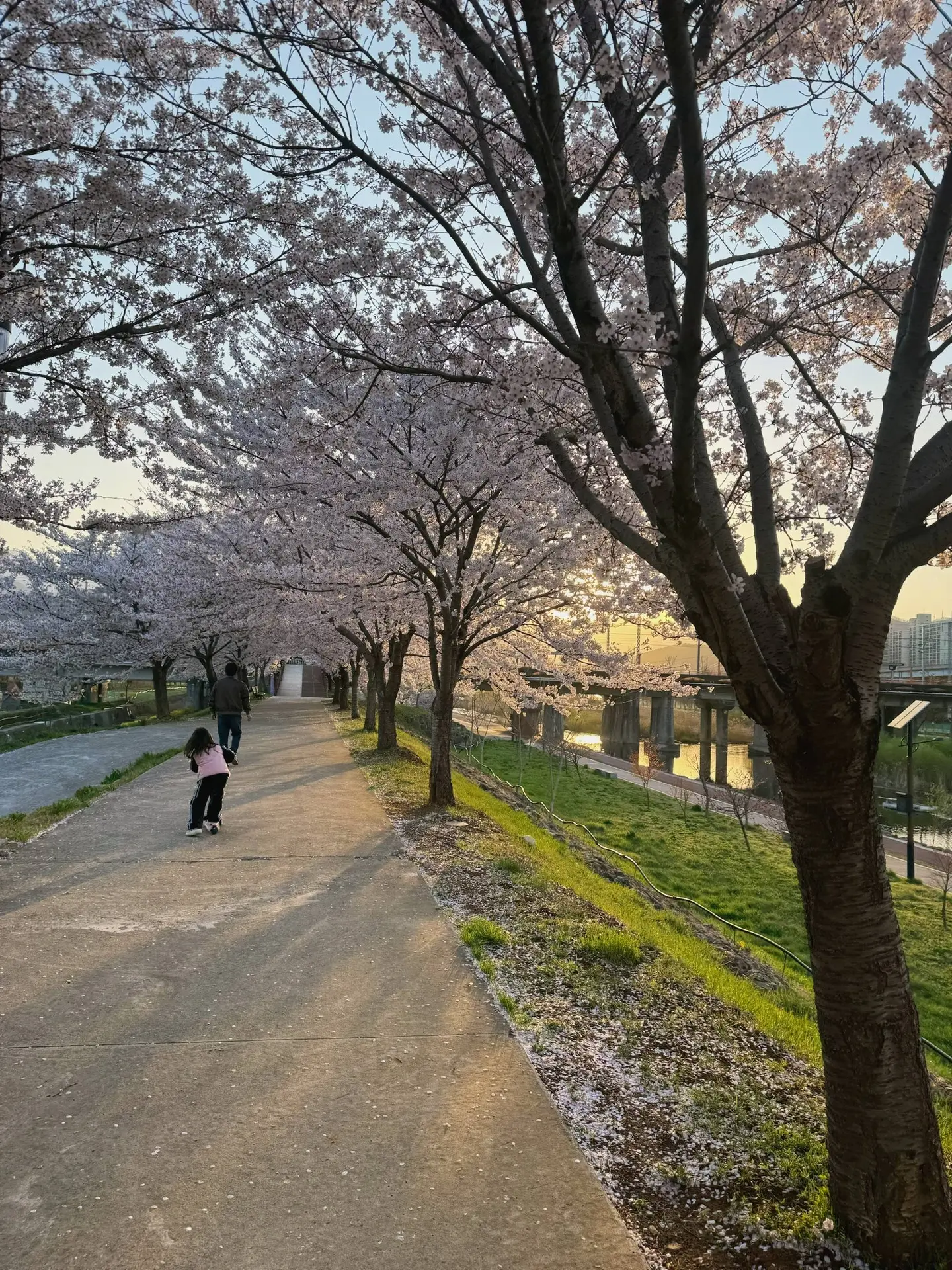 Очень красивое время сейчас в Корее 🌸 хочется гулять и гулять 🥰 советую если собираетесь посетить эт