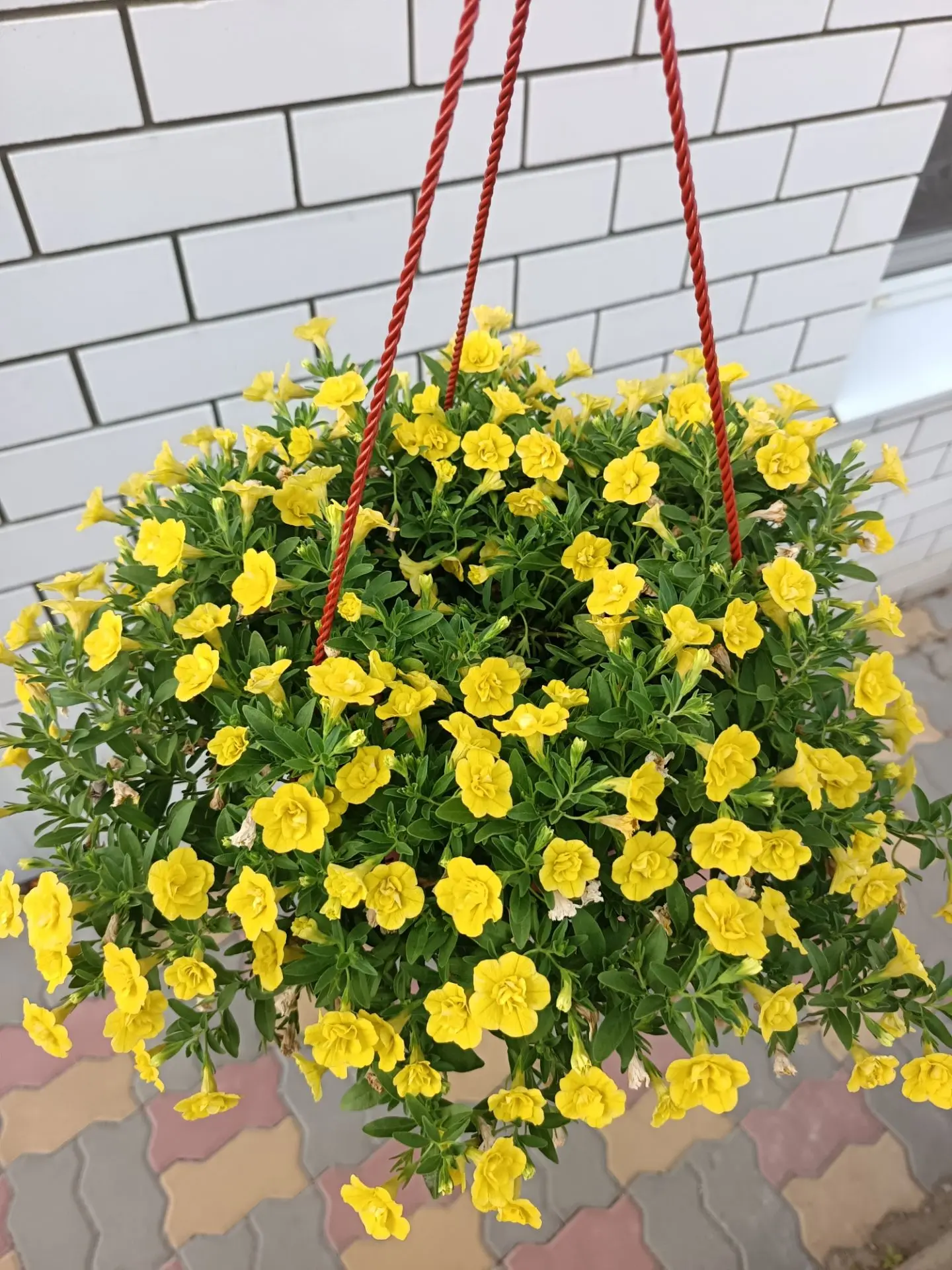 😊 Доброе-доброе утро!

🌺 Петуния ампельная, калибрахоа в продаже. 

☎️ 8-904-429-59-39

#петуния #