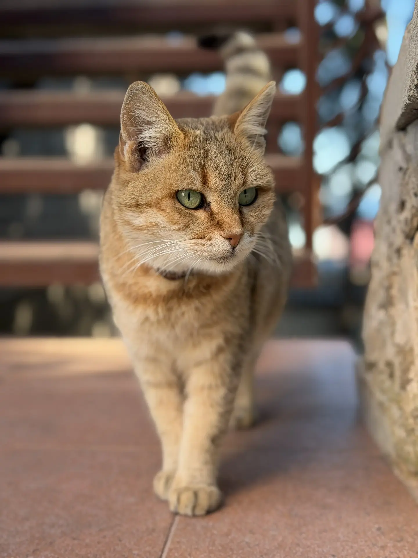 😻😻😻Массандровские котики на связи!Передают всем привет и напоминают: иногда для хоро...