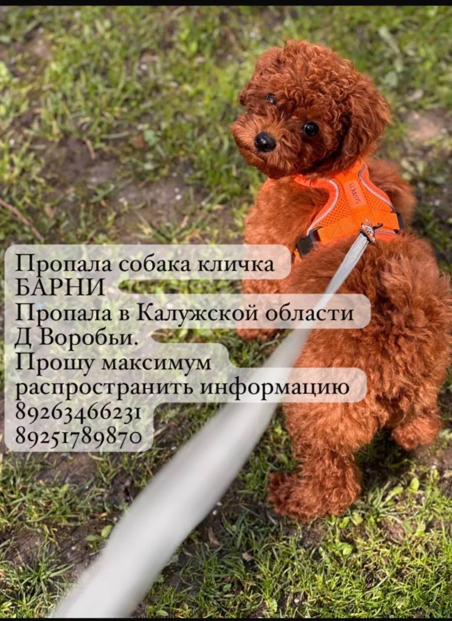 🙏 Друзья, очень нужна ваша помощь и максимальный репост!

У нашего подписчика потерялся щенок той-п
