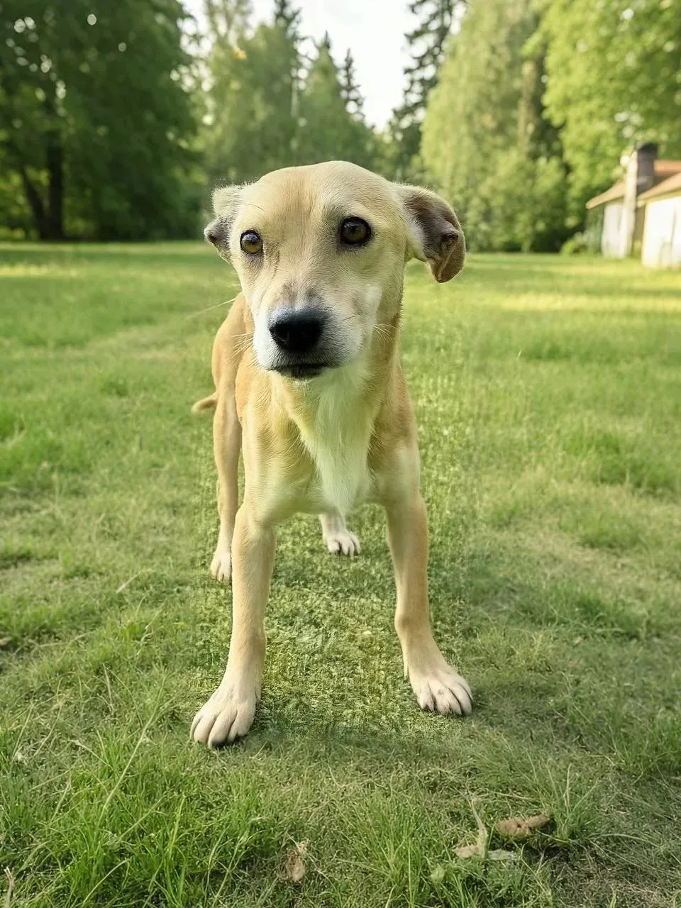 Ищет дом бесстрашный Лилейник из Домика Мелкашей Балашиха 🌺🐕  Москва и МО  Привет! Я- Лилейник, и мн