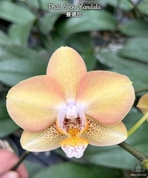 🌺 Азиатские сортовые орхидеи-подростки В НАЛИЧИИ 🌺

🕊️ Дорогие наши подписчики! 🕊️

🔆 Всем хоро