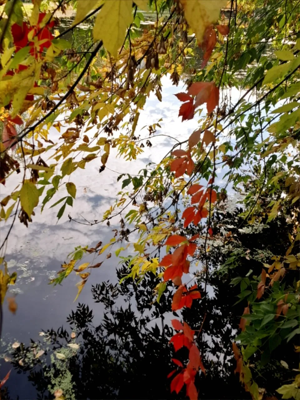 Осень тихо поселилась во районе 🍂