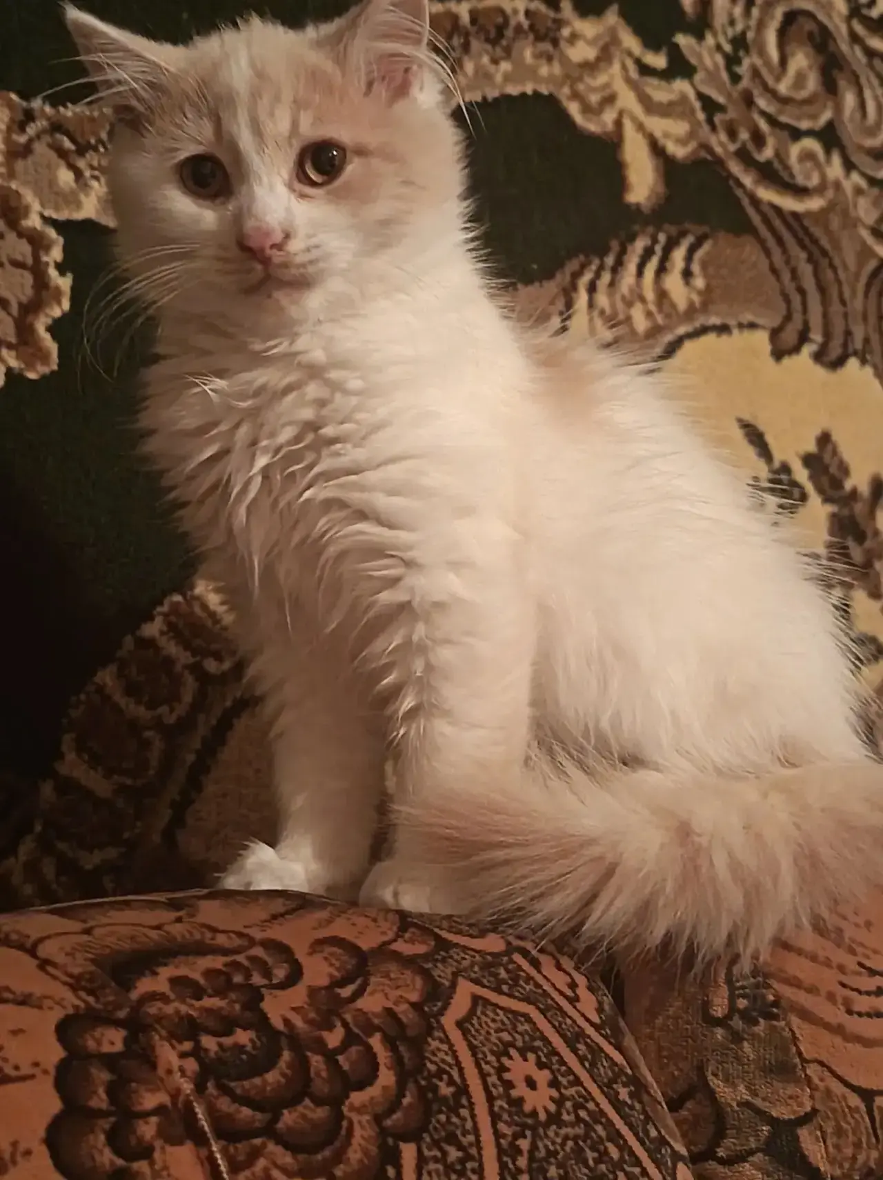 🐾 Котёнок ищет добрый и заботливый дом! 🏡