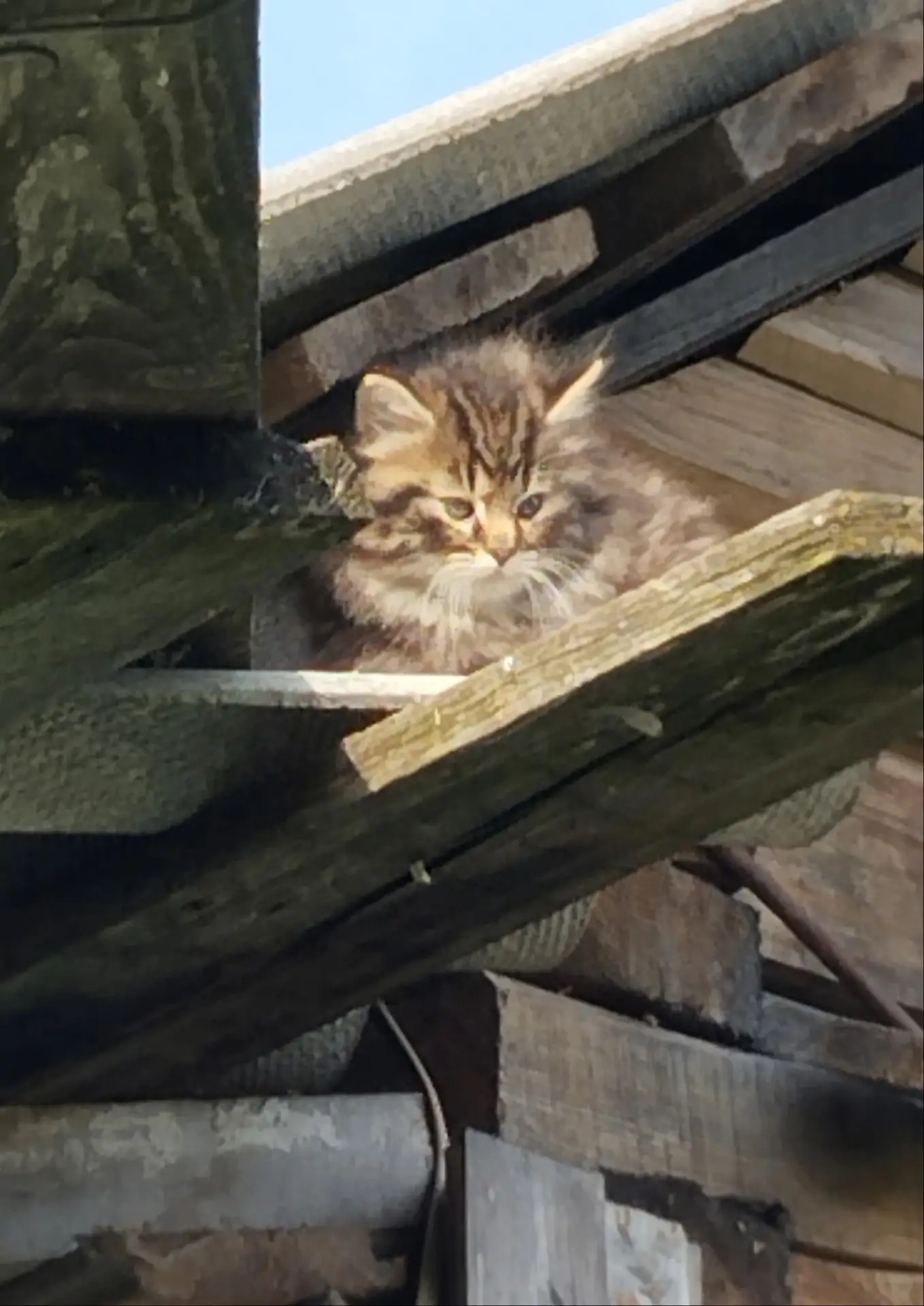 Котёнку месяца два-три.