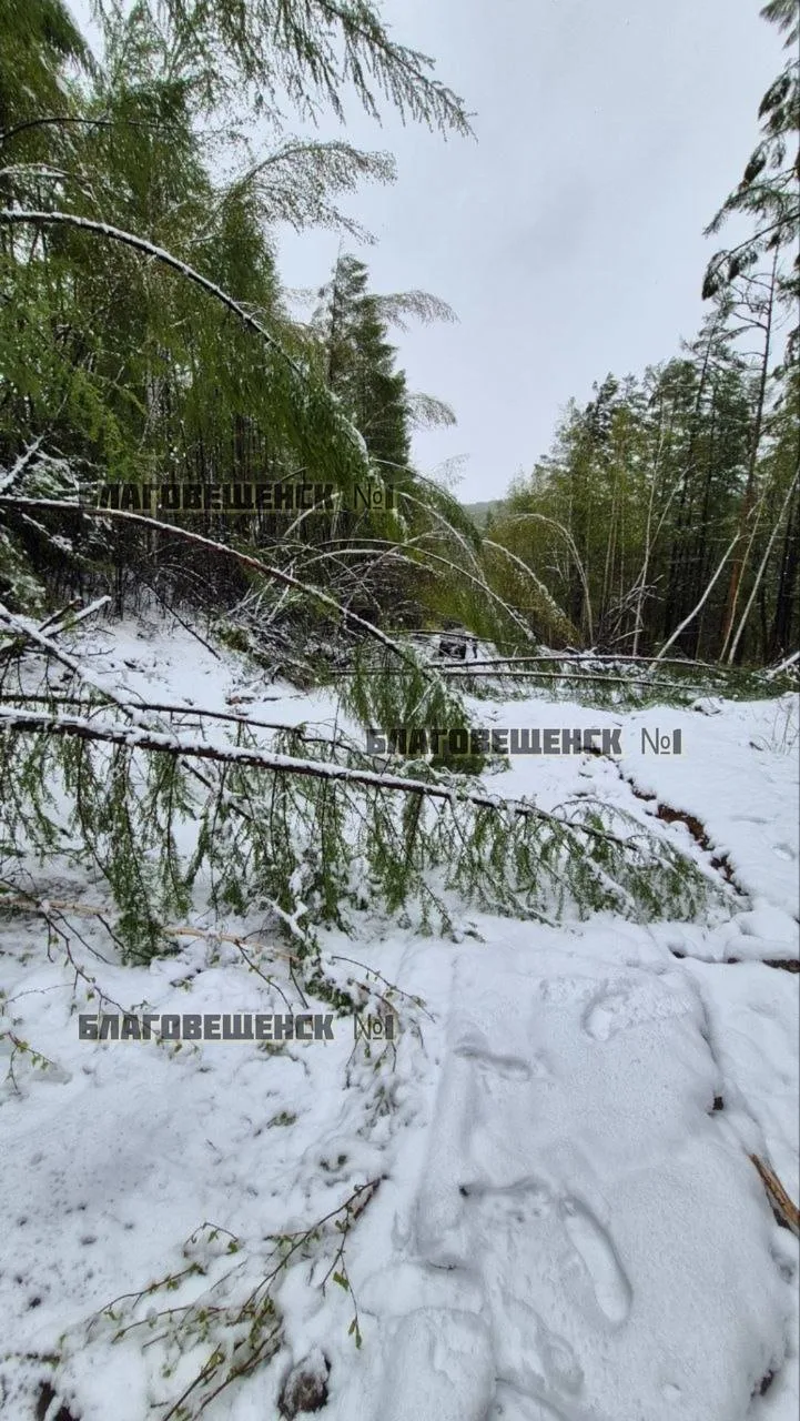 🥶Тындинский округ завалило снегом (фото)  А дороги — деревьями. На снимках — Ларба-Лопча 25.05.26.  