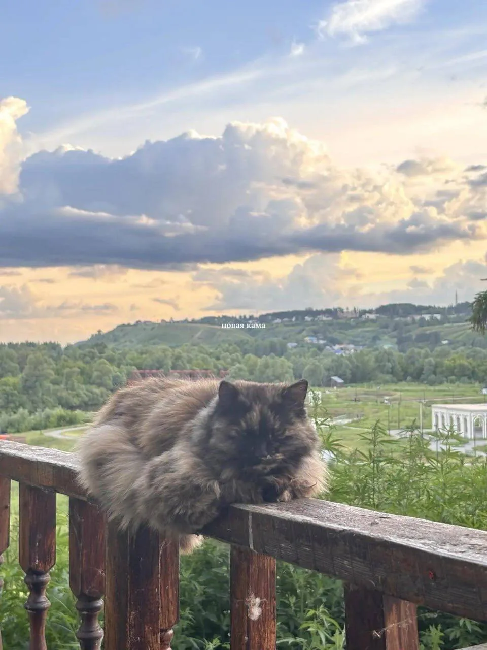 🌿 Елабуга, которую мы любим

Летняя природа, тихая вода, зелёные берега и пушистые хвостатые жители