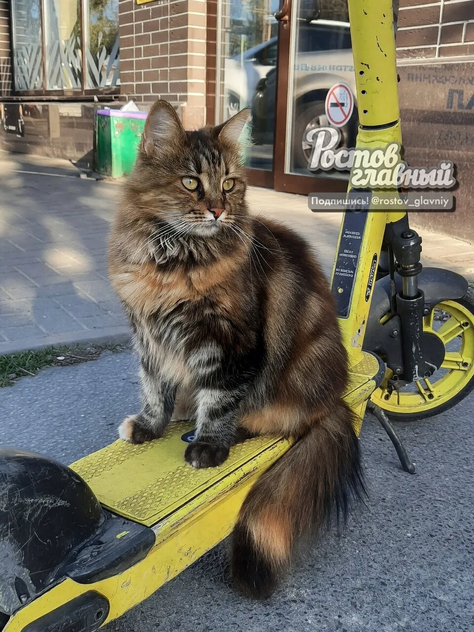 Самокатчик на Шолохова 🐈
