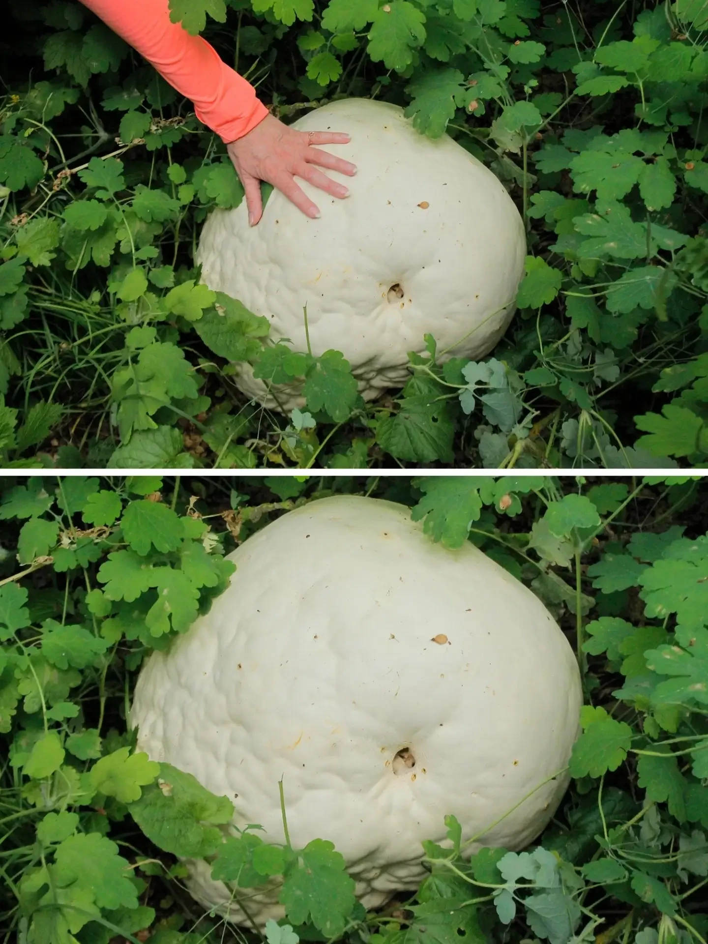 Ух ты, только посмотрите! Наш Иван Пристрем из Волгограда откопал нечто невероятное! Пр...