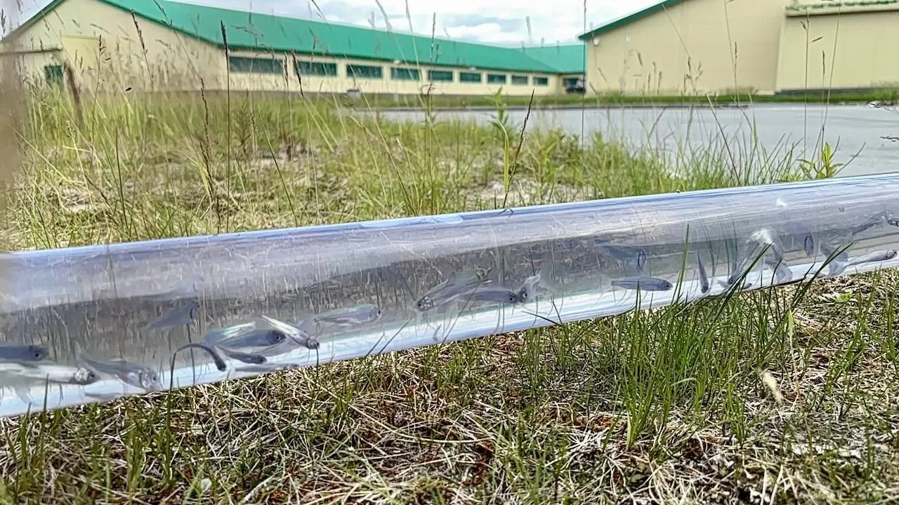 Более 640 тысяч мальков муксуна и нельмы выпустили в реку Собь