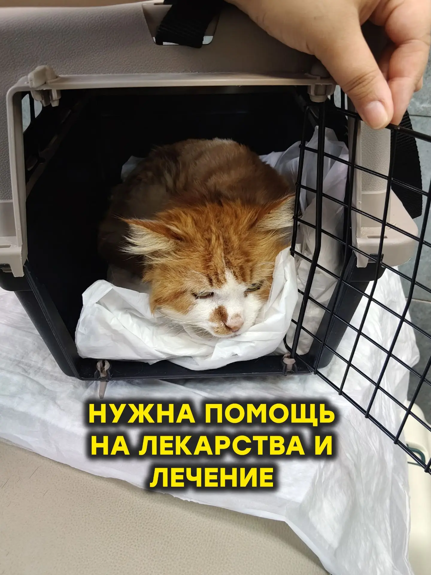 Опять у нас проблемы с погашением долгов за медицинскую помощь животным приюта(((

Проблемы не новые