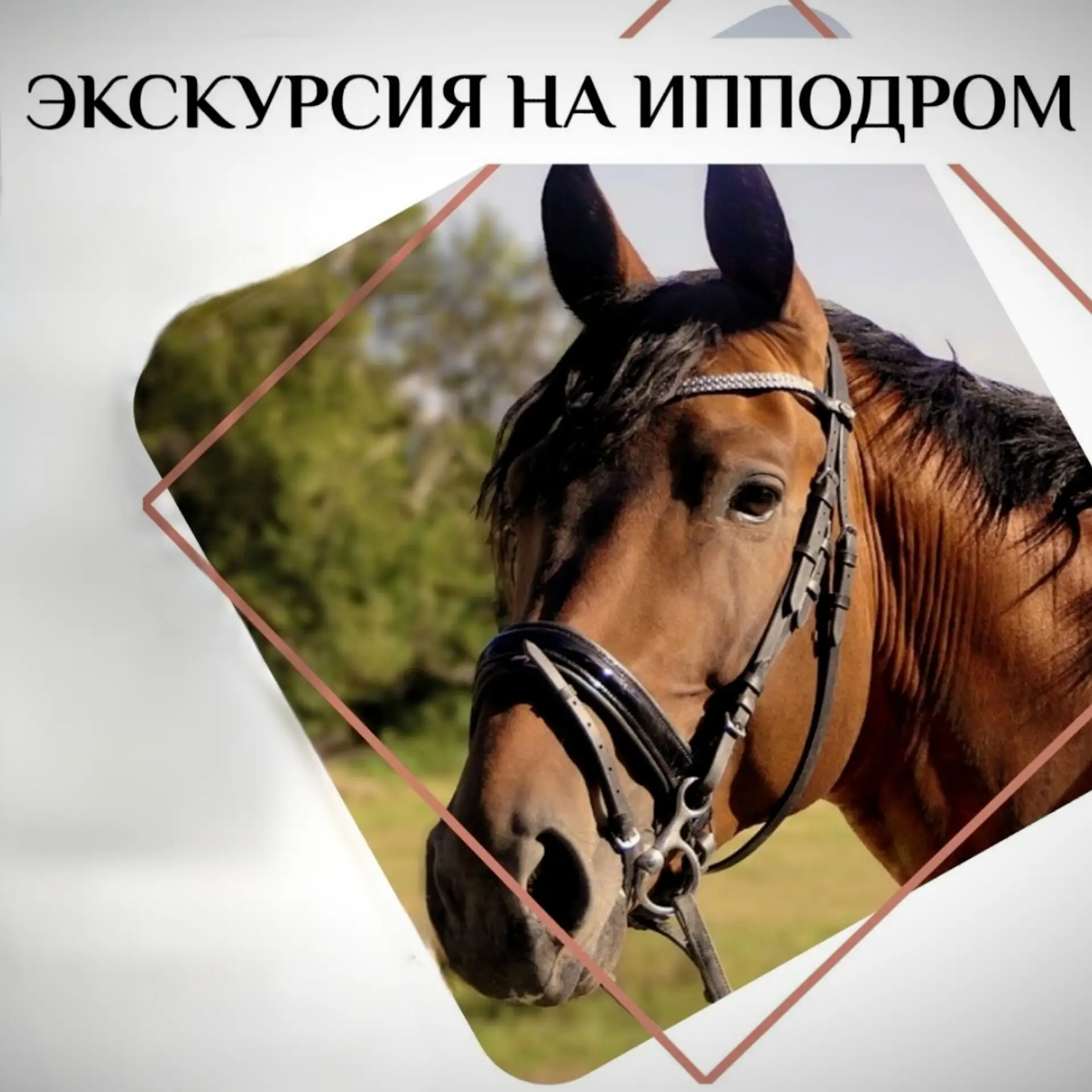 🐴Экскурсия на Красноярский ипподром - это возможность не только погладить и покормить лошадей. Это 