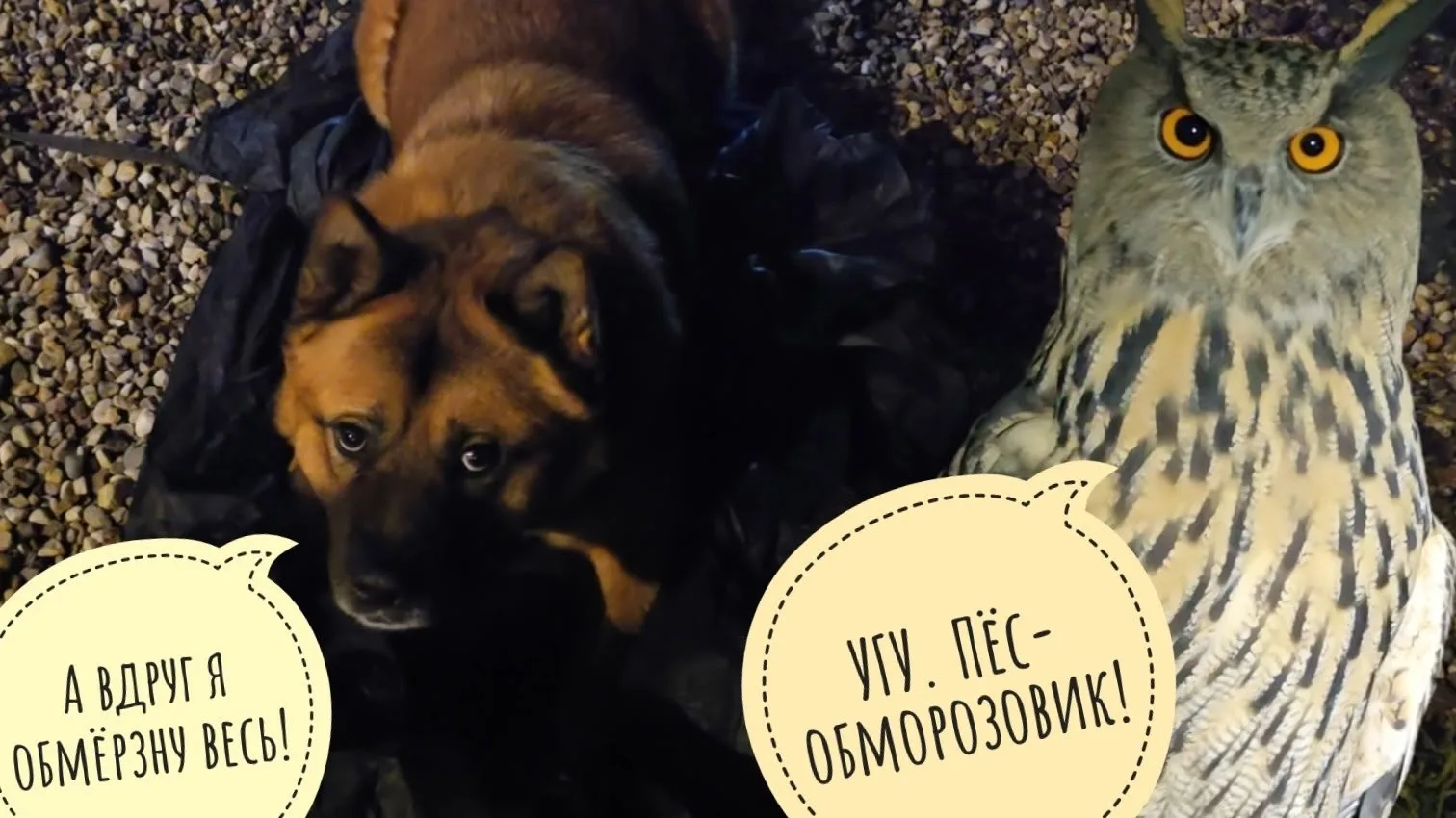 Пёс Кубик помогает укрыть самое ценное. Сова Ёль опять пинает дверь своего вольера