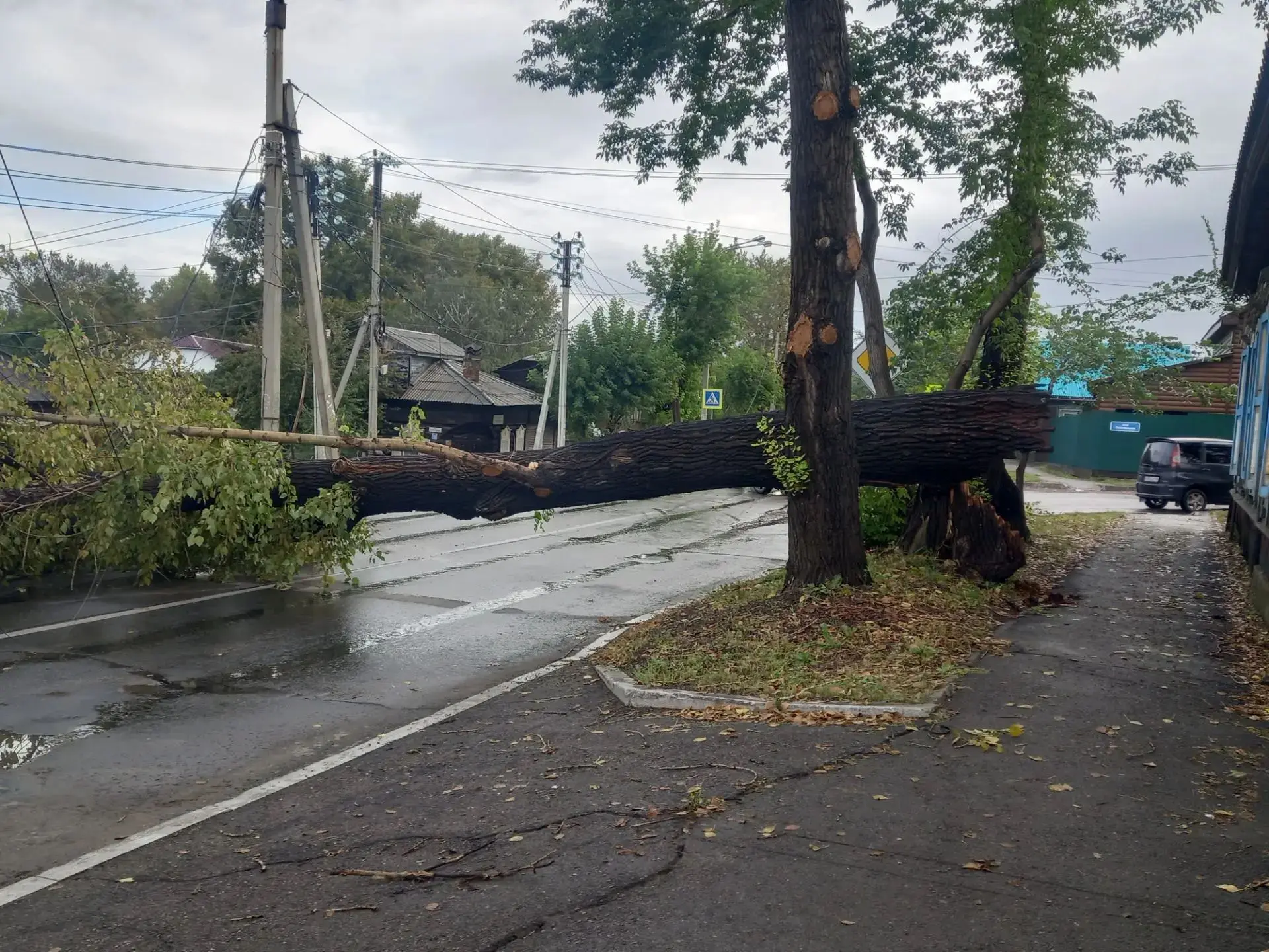 🌳 Тополь рухнул на перекрёстке Радищева и Госпитальной в Иркутске и перекрыл движение