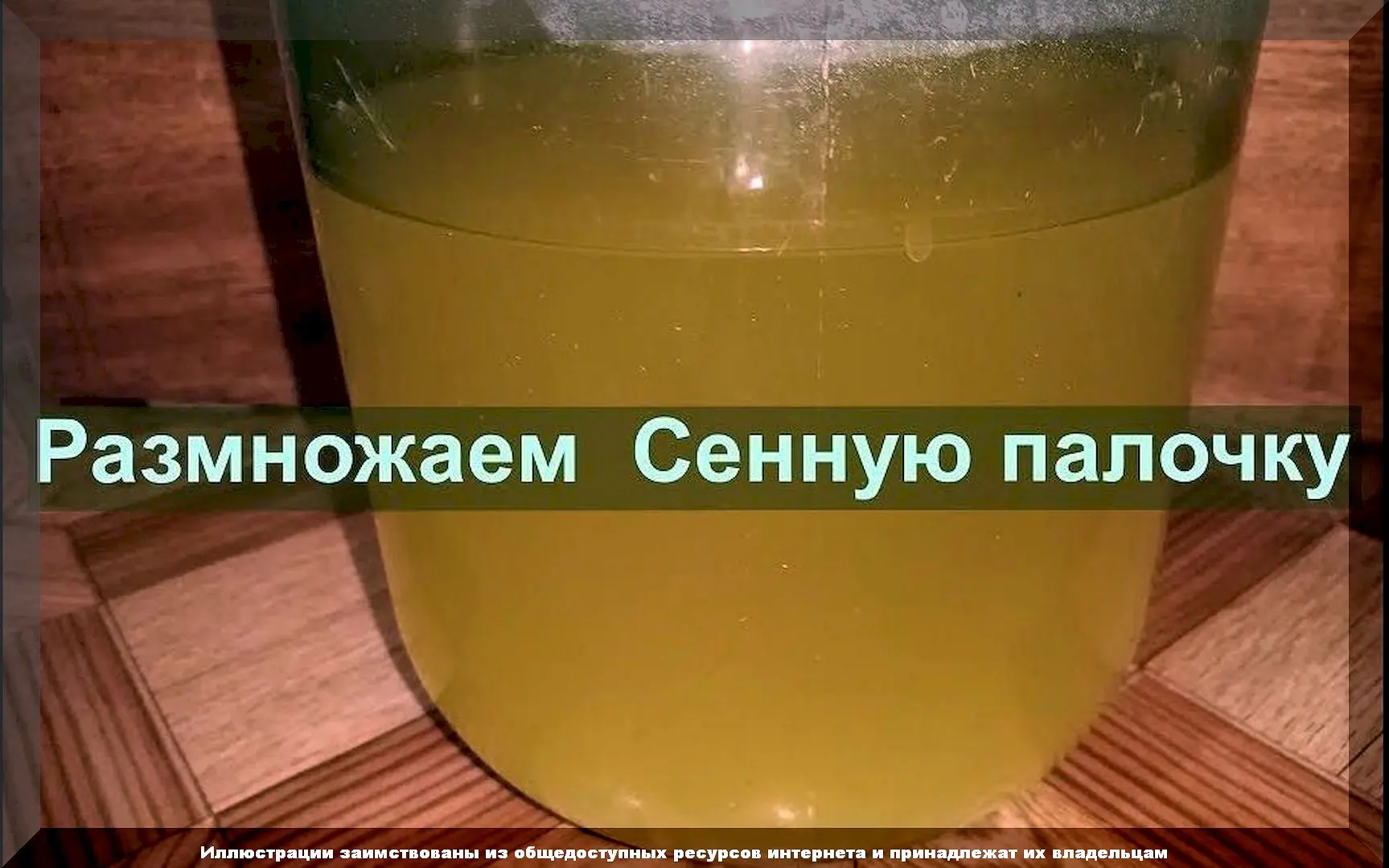 🌱 Как вырастить «Фитоспорин» самостоятельно: как в домашних условиях нарастить и размножить сенную 