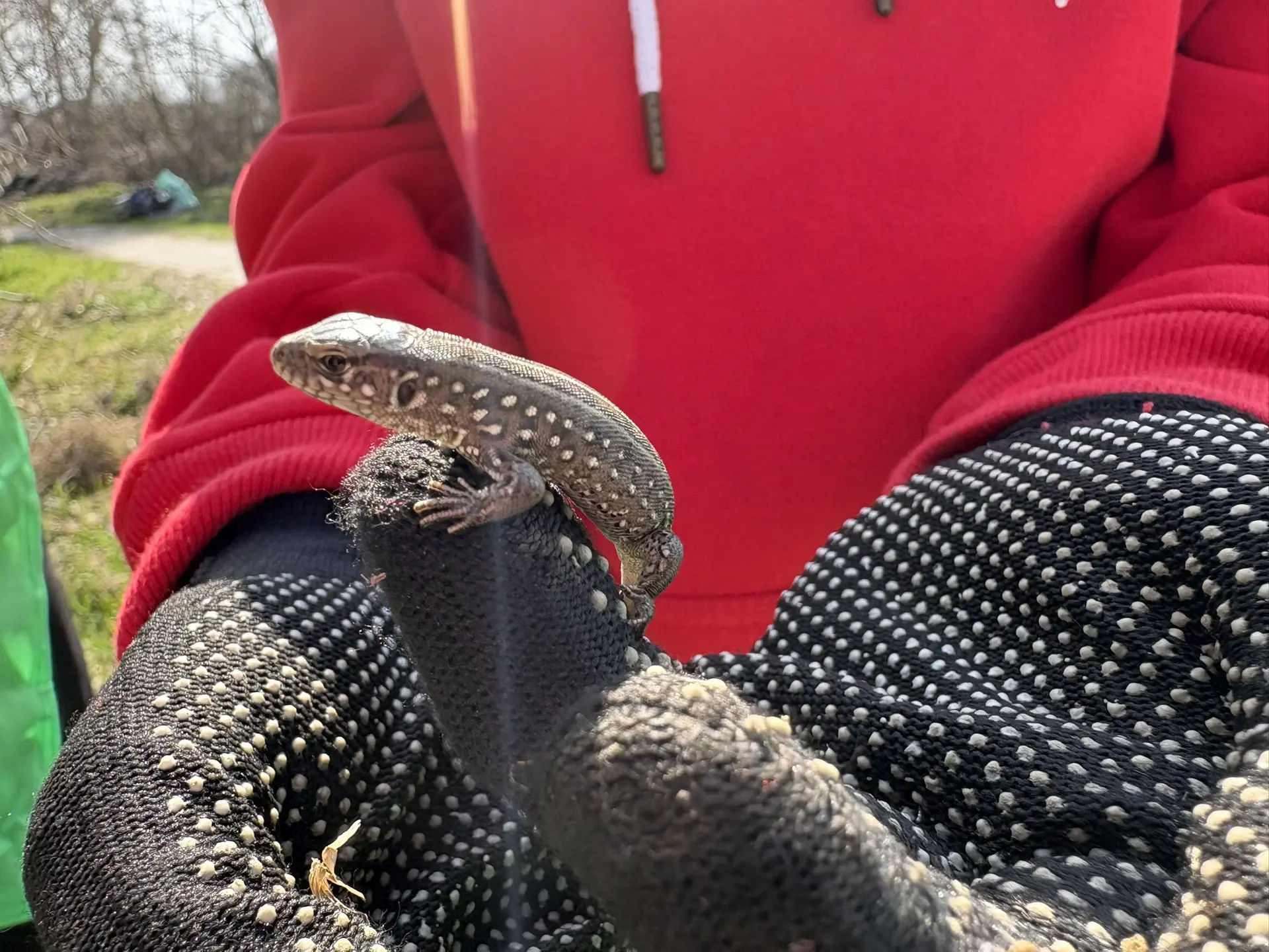 На одном из субботников наши юннаты встретили — прыткую ящерицу (Lacerta agilis)! 🦎