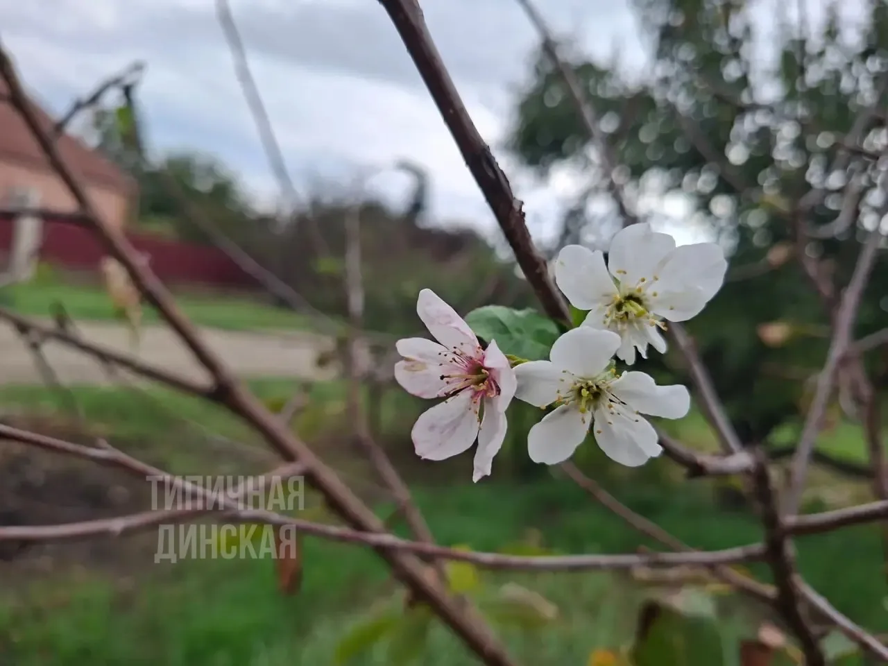 🌸 У другой нашей подписчицы скромно расцвела вишня 🥰