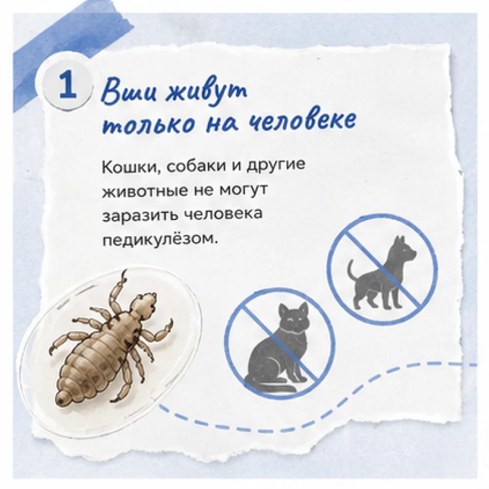 🪮 Педикулёз: болезнь XXI века или проблема прошлого?

Педикулёз — это паразитарное заболевание чело