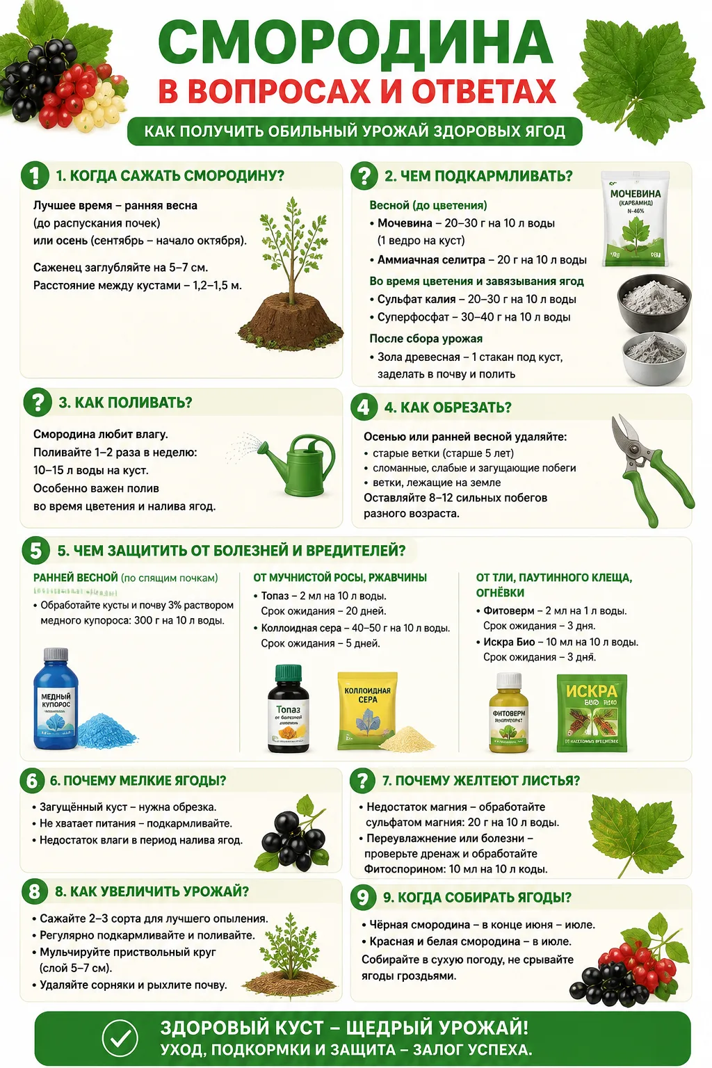 Смородина в вопросах и ответах