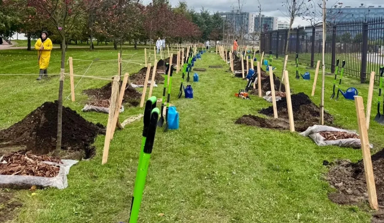 🌳 В рамках осенней акции «Сохраним лес» в западной части парка 300-летия появились 17 ...