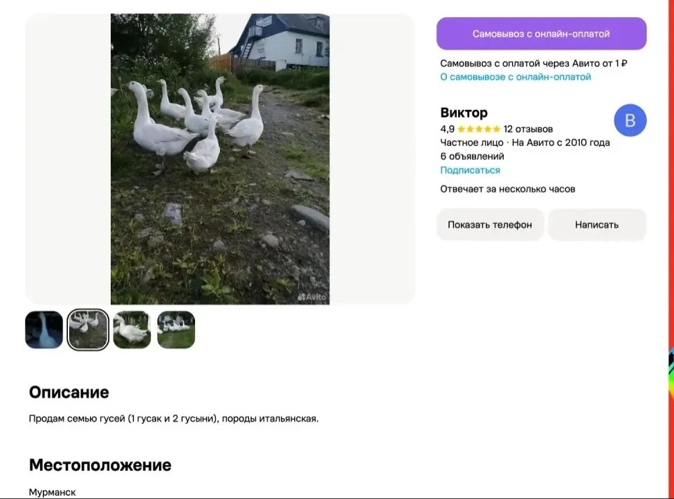 🪿 В Мурманске продают целую семью... гусей