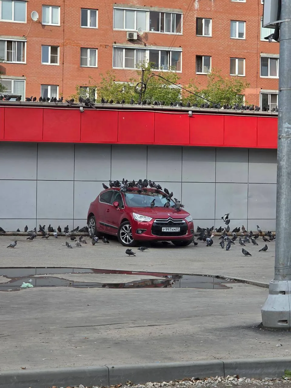 Голубям понравился красивый автомобиль.