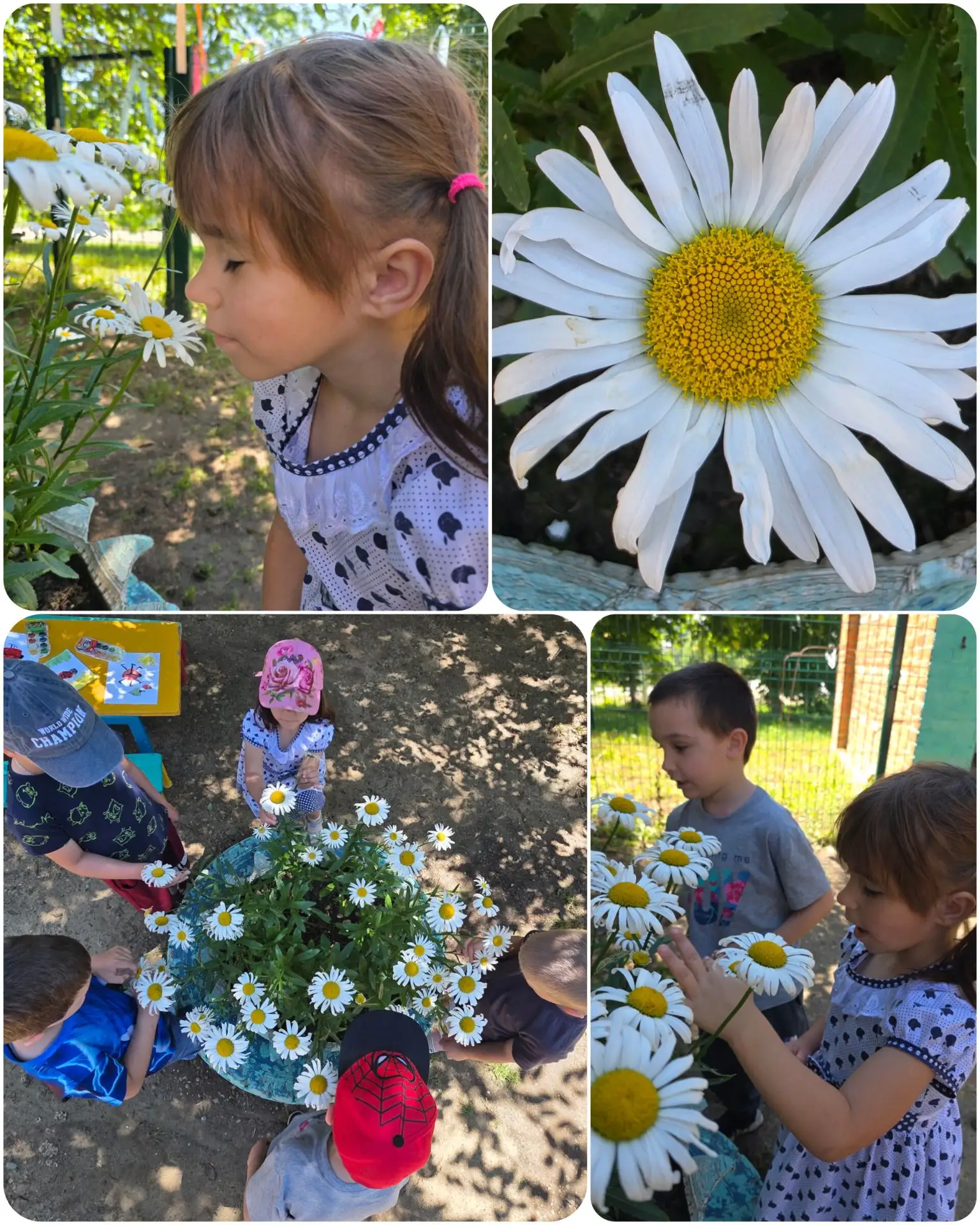 Цель изучения ромашки🌸 в старшей группе ДОУ с экологической точки зрения — сформировать у детей бер