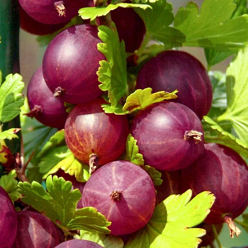 🍇 Крыжовник «Консул» — царская ягода для щедрого сада ✨