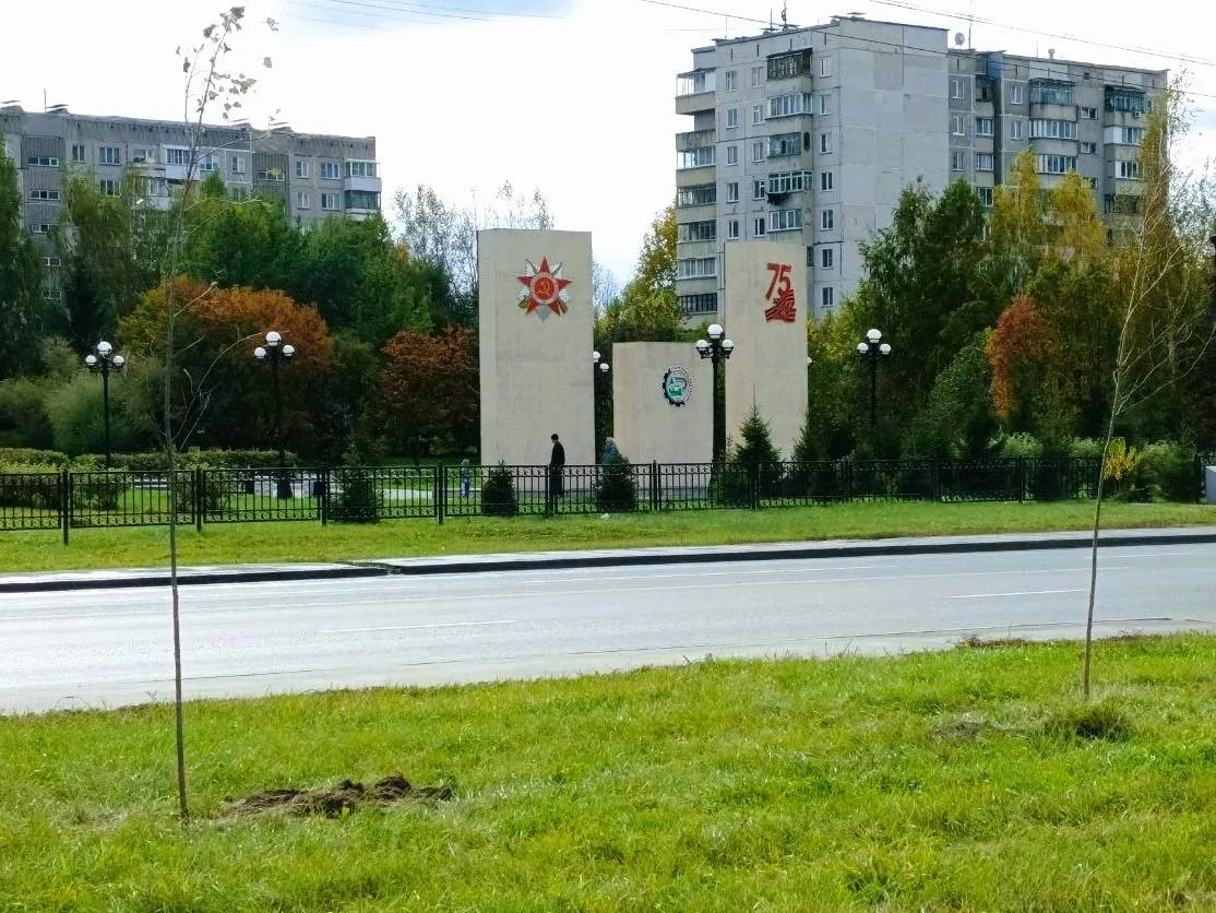 Десятилетние Populus alba стали новоселами на улице Одоевского