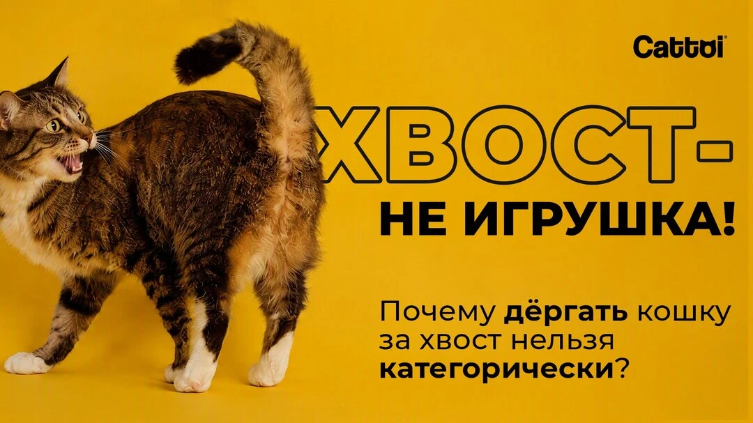 Хвост — не игрушка: почему дёргать кошку за него нельзя