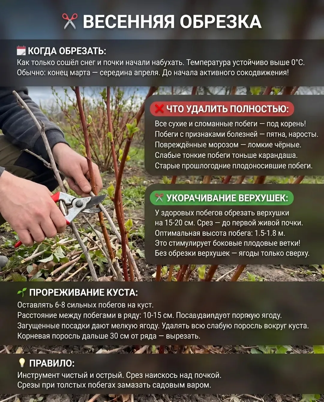 Малина — весенний уход, подвязка, подкормка 🌸  3 шага для обильного урожая!  ✂️ ОБРЕЗКА: Убрать все 