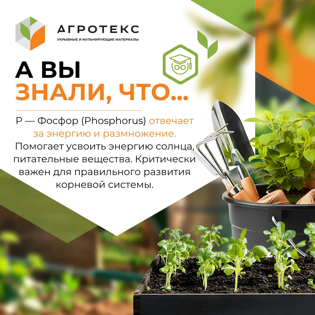В тёплое время года фосфор стимулирует цветение, завязывание и созревание плодов. А зимой – укрепляе