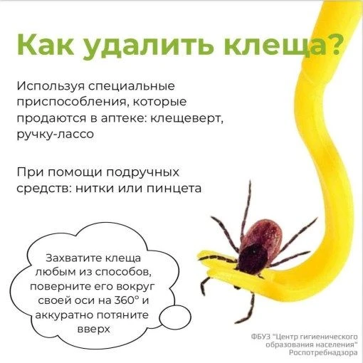 Что делать если человек нашел у себя на теле клеща?