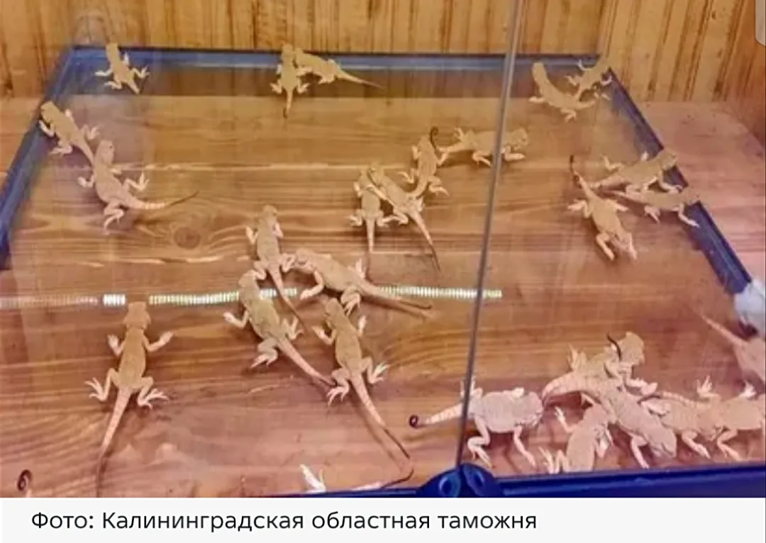 Что только не пытаются незаконно вывезти из России несознательные граждане! На днях вот...