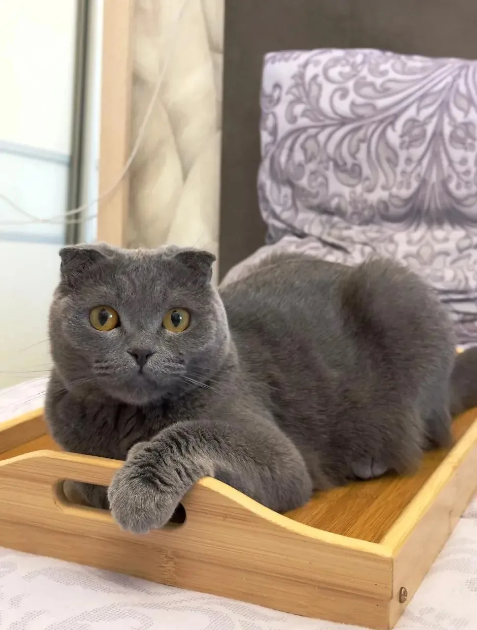 Шотландская вислоухая кошка