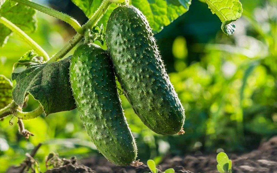 ИХ МОЖНО ПОСАДИТЬ В АВГУСТЕ - СКОРОСПЕЛЫЕ ОГУРЧИКИ

Ещё не поздно посадить эти сорта. Созревают до н