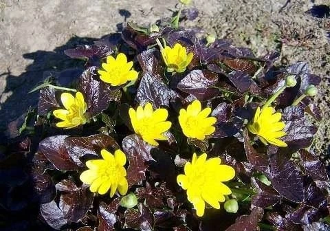 ЧИСТЯК 🌼

Ярко-желтый многолетний лютик с блестящими темно-зелеными листьями, образующий густой цве