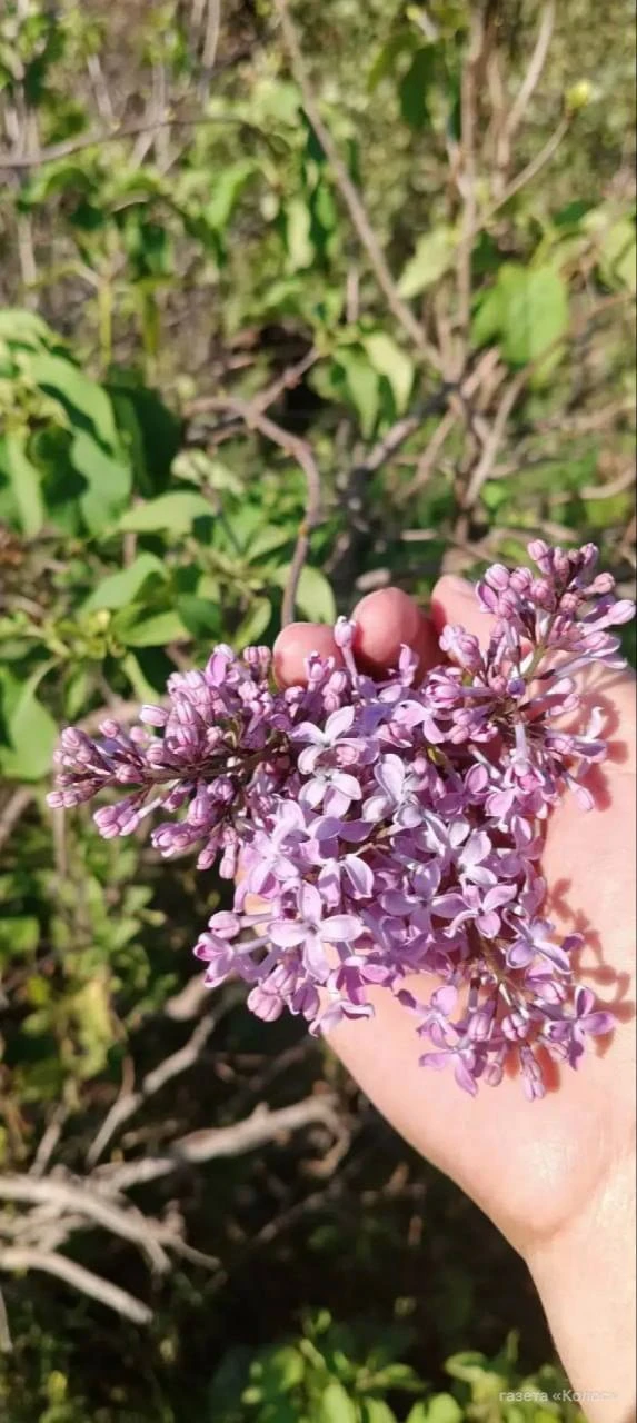 😍  Сирень снова зацвела на Южном Урале