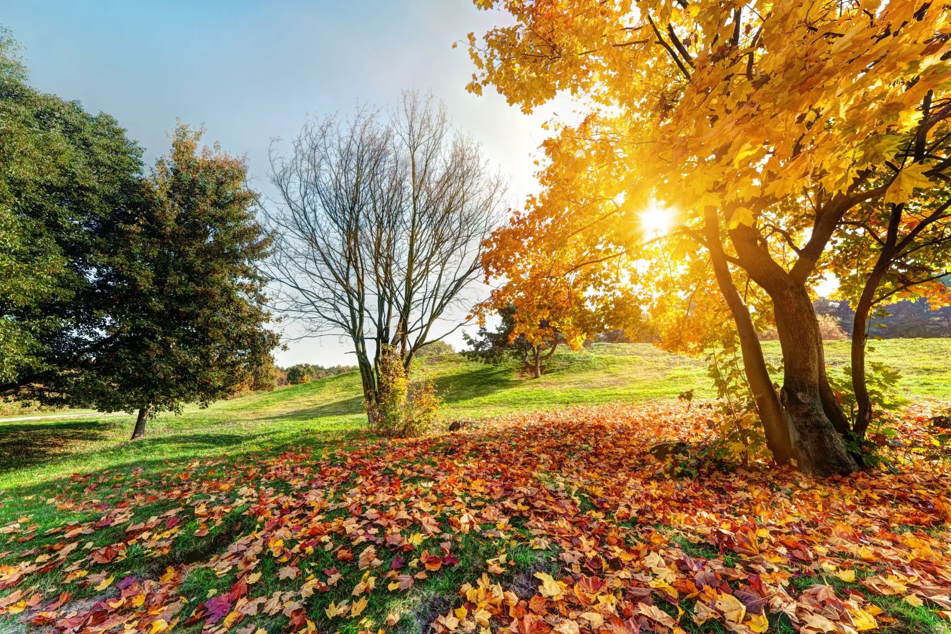 Что означает слово "der Altweibersommer"?🤔