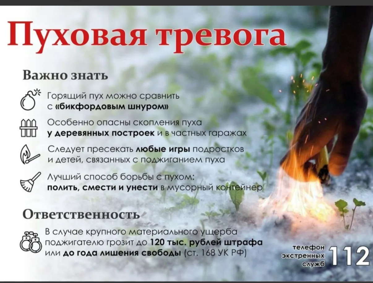 В июне в Новосибирске на улицах появляется тополиный пух. 

Это легковоспламеняющийся природный мате