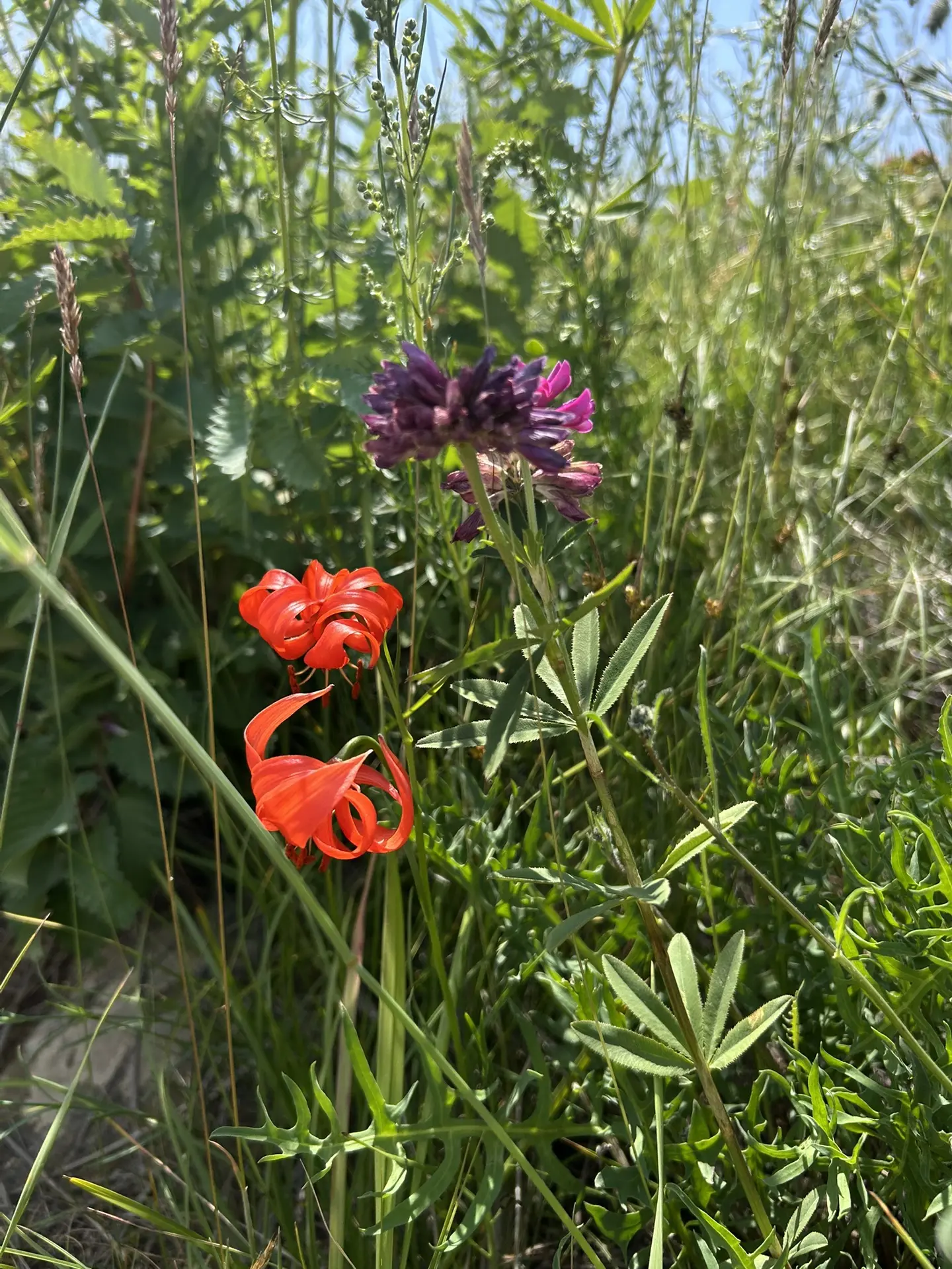На Острове Огой я впервые увидела краснокнижные растения 🌱.
