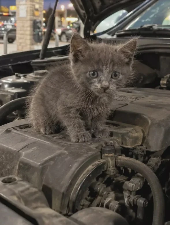 😻 В Рыбинске котёнок обрёл дом после поездки под капотом