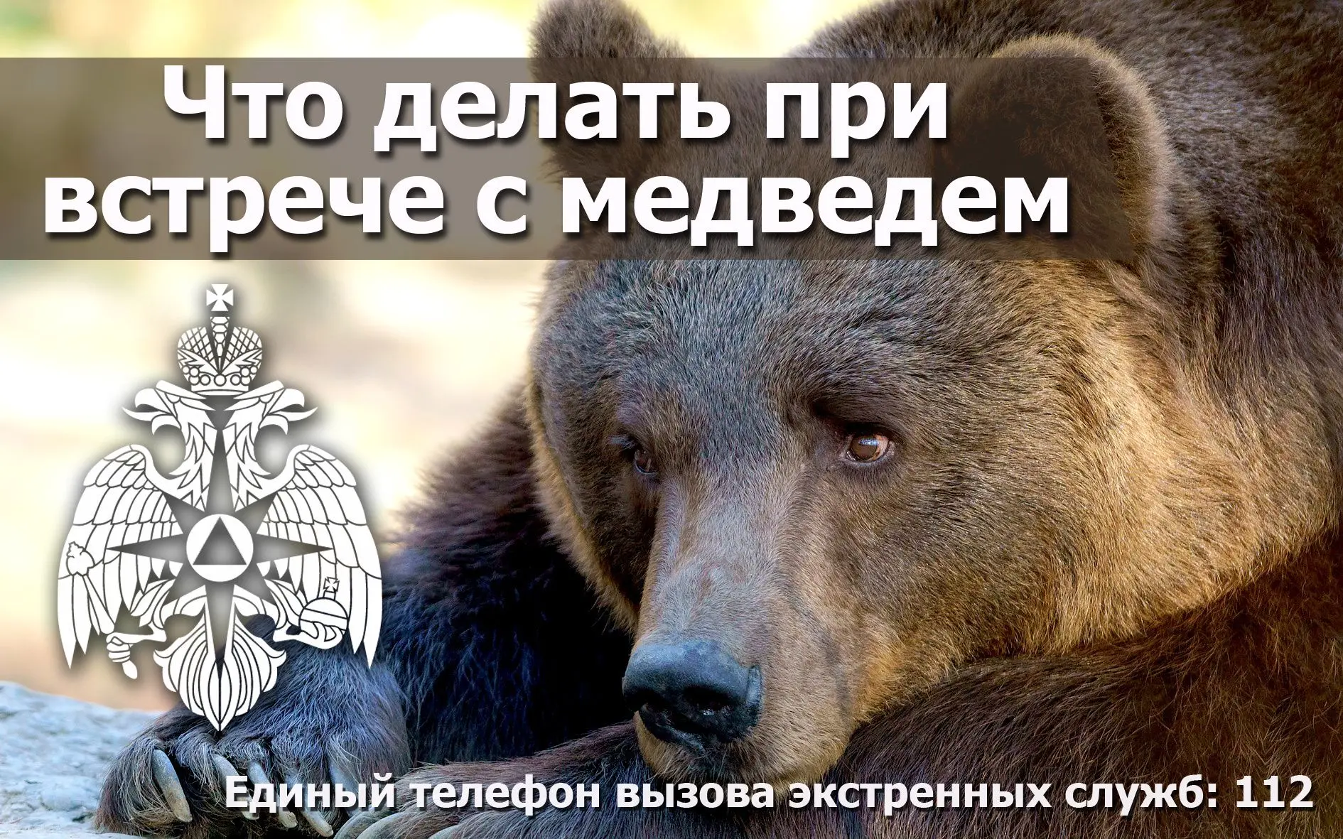 Что делать при встрече с медведем?