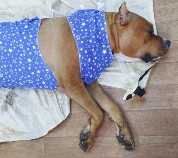 🐶Амбулли- не самая распространенная порода в нашей области, но в Белой Холунице семья Людмилы Ложки