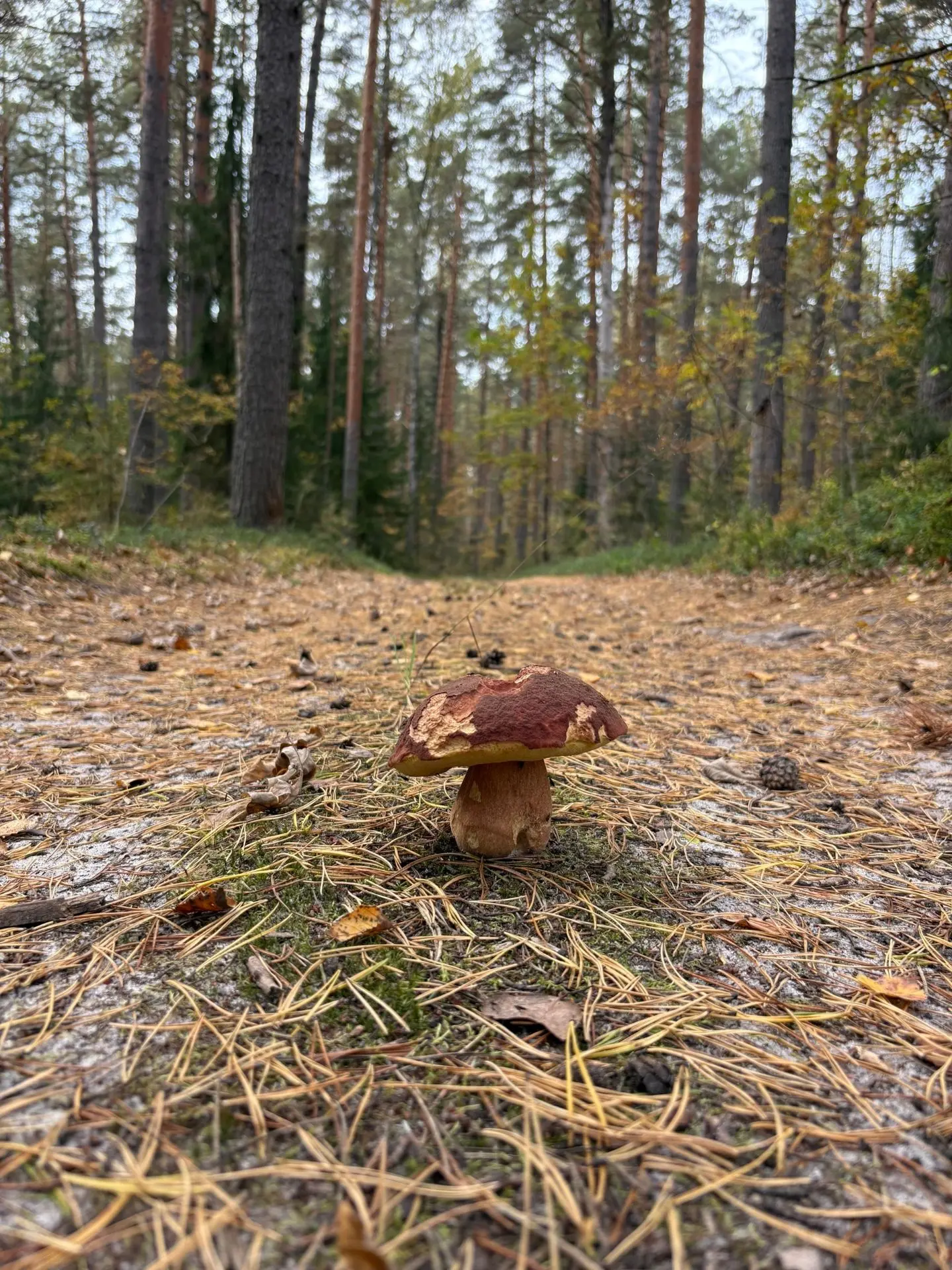Владимирская область, Камешковский р-н, Грезино. 🍄🌅🖖