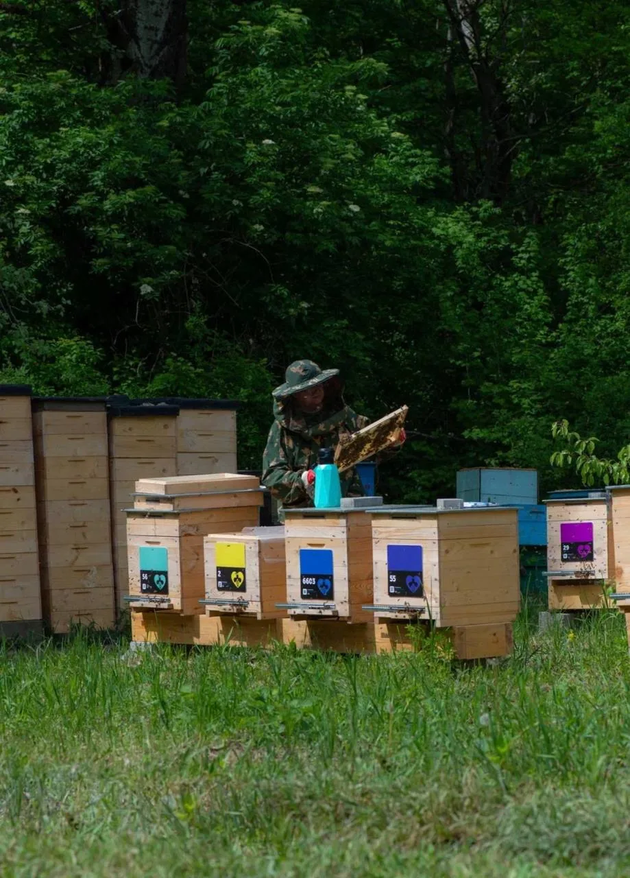 Тем временем в лесу🐝
Пасека в Краснодарском крае